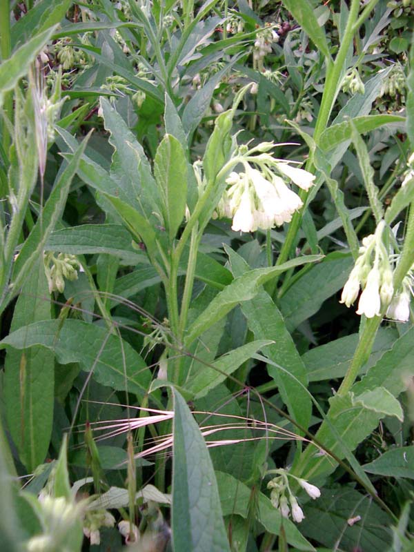 Symphytum tuberosum